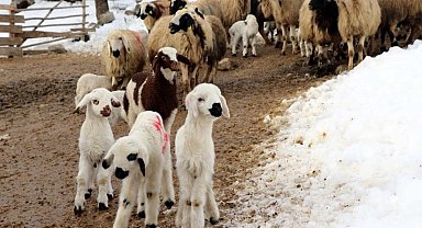 Erzincan'da besicilerin 'kuzu' mesaisi