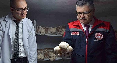 Evin bodrumunda aslan yelesi mantarı üretiyor