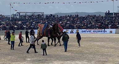 Ezine'de deve güreşleri nefes kesti
