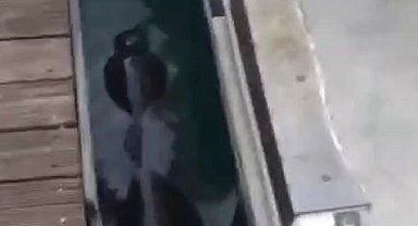Fethiye'de nesli tehlikedeki Akdeniz Foku görüldü