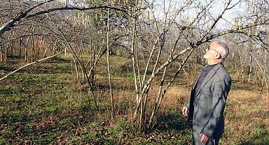 Fındıkta zirai don riski, serbest piyasada fındık fiyatını yükseltti
