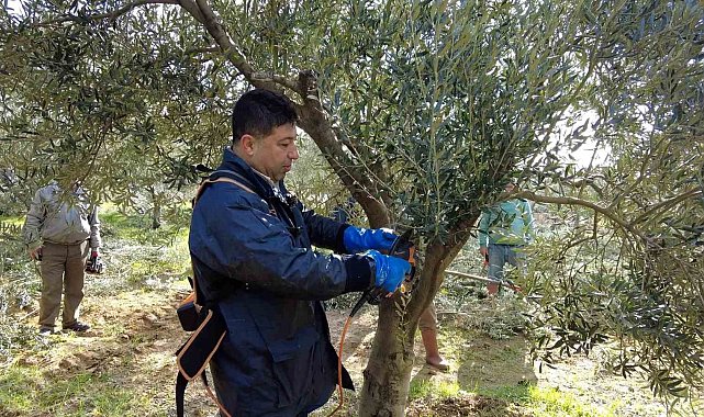 Foça'da zeytin ağaçlarında budama başladı