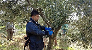 Foça'da zeytin ağaçlarında budama başladı