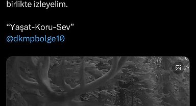 Fotokapanlara yansıyan yaban hayvanlarının eşsiz uyumu