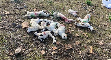 Gökçeada'da sokak köpekleri ağıla saldırdı, kuzuları telef etti