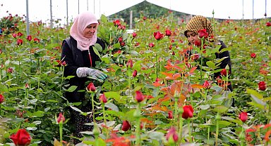 Gül serada 25, çiçekçide 100-150 lira