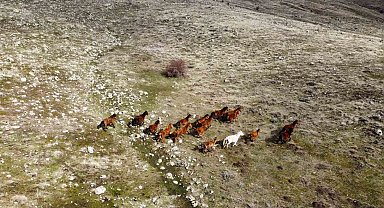 Güneşi gören yılkı atları indikleri yaylalarda havadan görüntülendi