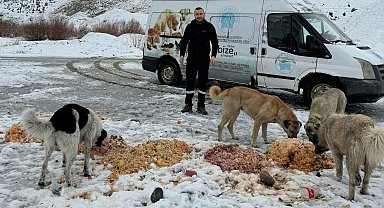 Hakkari'de sokak hayvanlarına yiyecek bırakıldı