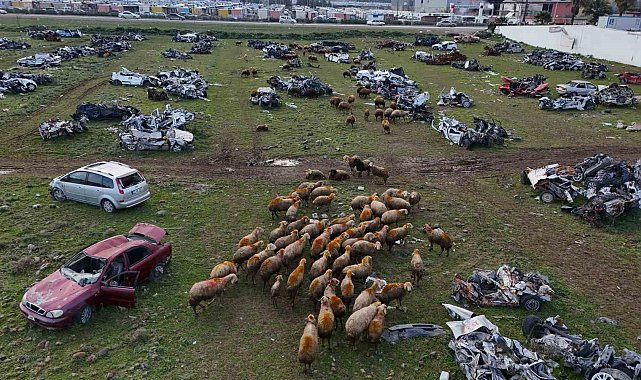 Hurda araçların büyük çoğunluğunun teslim edildiği araç mezarlığı koyunlara otlak oldu