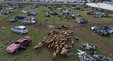 Hurda araçların büyük çoğunluğunun teslim edildiği araç mezarlığı koyunlara otlak oldu