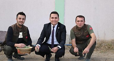 İhsaniye'de salep yetiştiriliyor