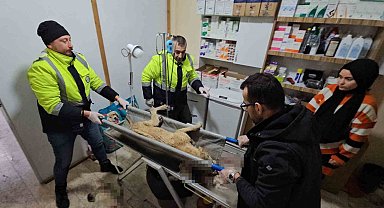 İki sokak köpeğini silahla yaralayan şahıs yakalandı