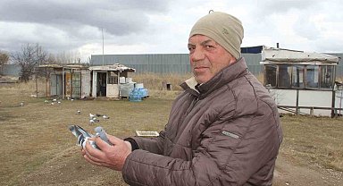 İklim değişikliği güvercinleri de etkiledi