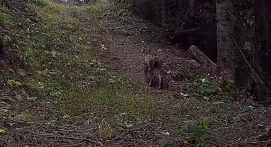 Ilgaz Dağı Milli Parkındaki yaban hayatı zenginliği fotokapanlara yansıdı