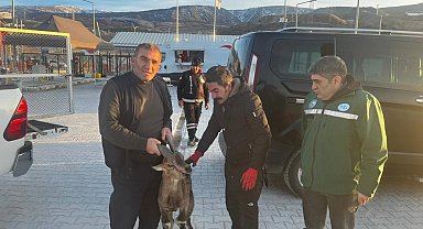 İliç'te yaralı dağ keçisi DKMP ekiplerine teslim edildi