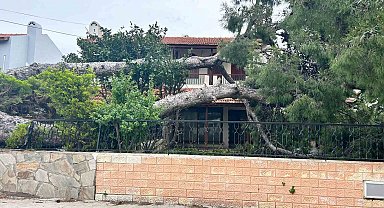 İzmir Çeşme'de dev ağaç evin bahçesine devrildi