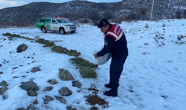 Jandarma, karlı dağlarda yaban ve sokak hayvanlarını yalnız bırakmıyor
