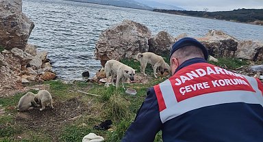 Jandarma sokak hayvanlarını yalnız bırakmıyor