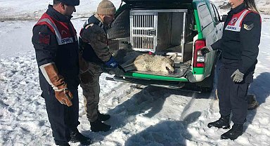 Jandarma yaralı kurda sahip çıktı