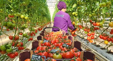 Jeotermal serada yetişen kalıntısız domatese Avrupa'dan talep