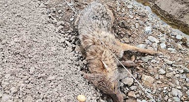 Kahramanmaraş'ta yaralı çakal kurtarıldı