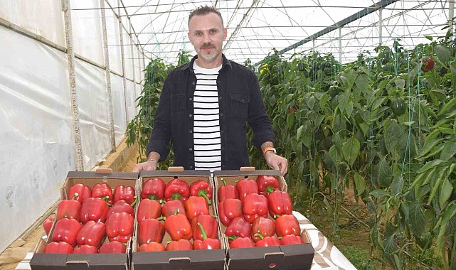 Kardeş ülkeden alınan tohumla Kaliforniya biber üretiminde kalite arttı