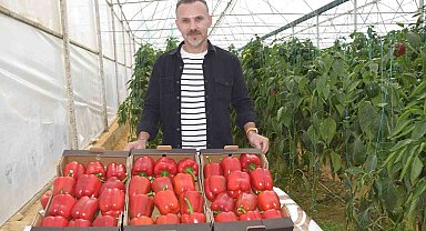Kardeş ülkeden alınan tohumla Kaliforniya biber üretiminde kalite arttı