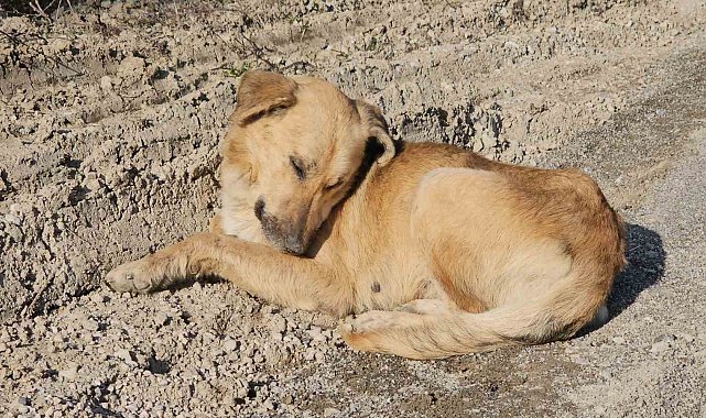Kastamonu'da dehşet veren olay: 10 köpeği uyuşturup araziye attılar