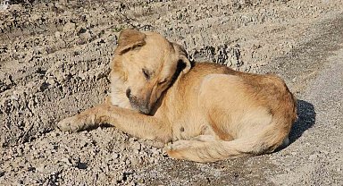 Kastamonu'da dehşet veren olay: 10 köpeği uyuşturup araziye attılar