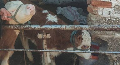 Kaybolan buzağıları jandarma ekipleri bularak sahibine teslim etti