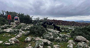 Kaybolan koyunları jandarma buldu