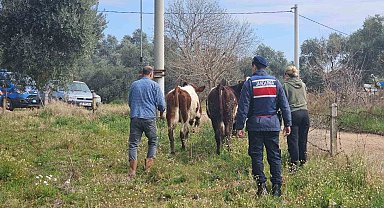 Kayıp hayvanları jandarma buldu
