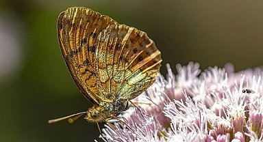 Kelebeğin rehberliğinde Gediz Nehri