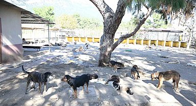 Kemer'de ocak ayında 229 hayvan kısırlaştırıldı