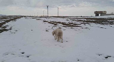 Köpeğin dronla imtihanı