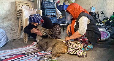 Köpeklerin saldırdığı karacaya aile şefkati