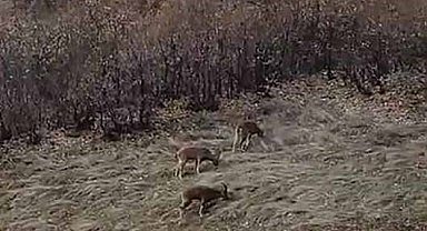 Koruma altındaki dağ keçileri sürü halinde görüntülendi