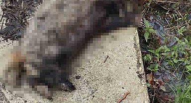Koyunları telef eden porsuk, köpekler tarafından telef edildi