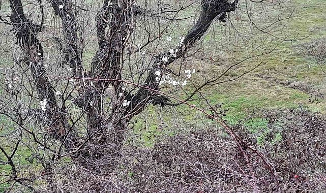 Kulp'ta badem ağaçları vaktinden önce çiçek açtı