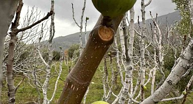Küresel ısınma, incir ağaçlarını da şaşırttı