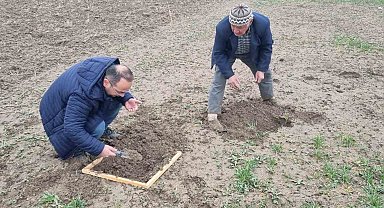 Kütahya'da hububat ekili alanlarda Ekin Kambur Böceği zararlısı tespit edildi