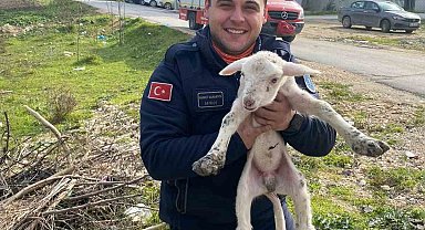 Kuyuya düşen kuzuyu itfaiye kurtardı