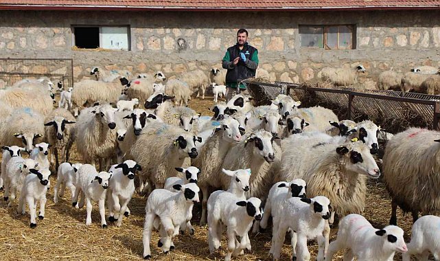Kuzu doğumlarında üçüzler arttı, kış güneşi süt kuzularına yaradı