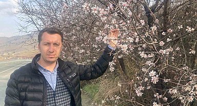 Malatya'da badem ağaçları çiçek açtı