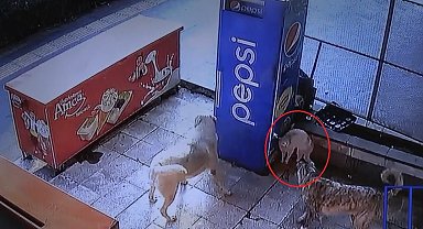 Mama bekleyen kedinin köpeklerle kavgası kamerada
