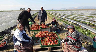 Mersin'de örtü altında çilek hasadı sürüyor