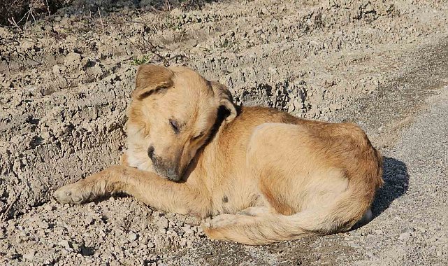 Milletvekili Ekmekci'den ölüme terk edilen köpeklerle ilgili açıklama:
