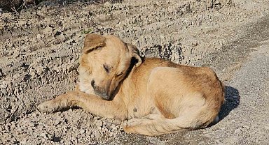Milletvekili Ekmekci'den ölüme terk edilen köpeklerle ilgili açıklama: