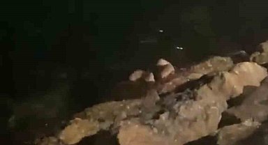 Mudanya sahilinde su samurları görüldü