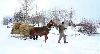 Muş'ta besicilerin imdadına atlı kızaklar yetişti